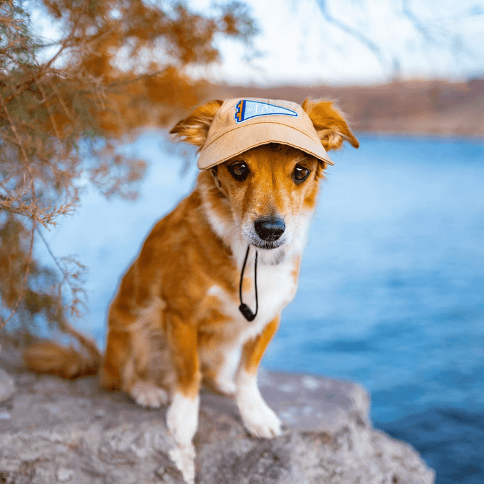 #1 Dog | Velcro or Iron-On Patches For Pets