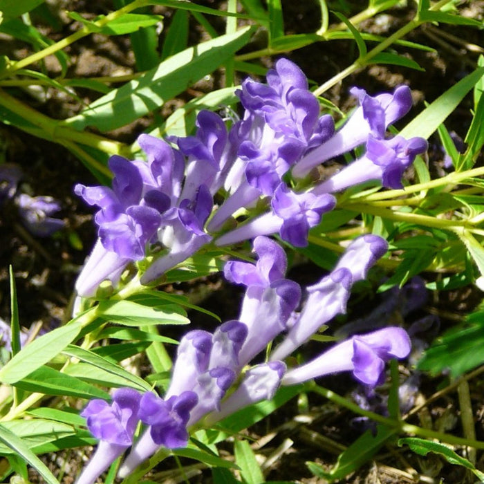 Baikal Scullcap Seeds (Scutellaria baicalensis)