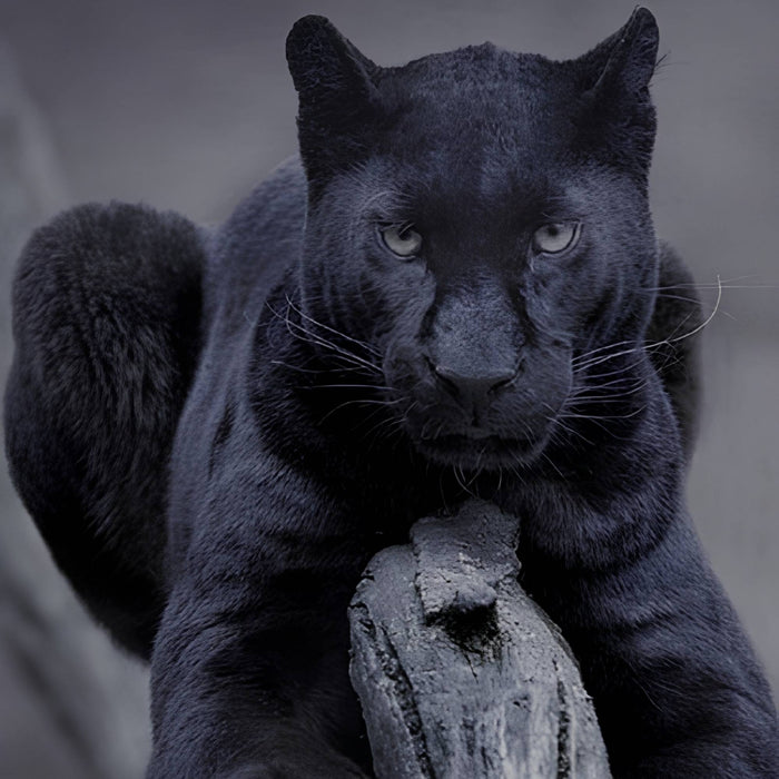 Big Black Panther Print Plush Fleece Throw Blanket