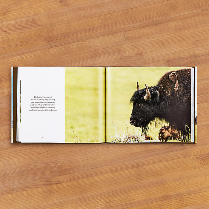 "Bison: Portrait of an Icon" by Audrey Hall
