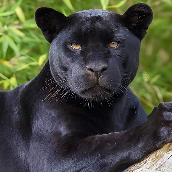 Black Cougar Panther Wildlife Art Plush Fleece Throw Blanket