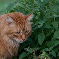 Catnip Seeds (Nepeta cataria)