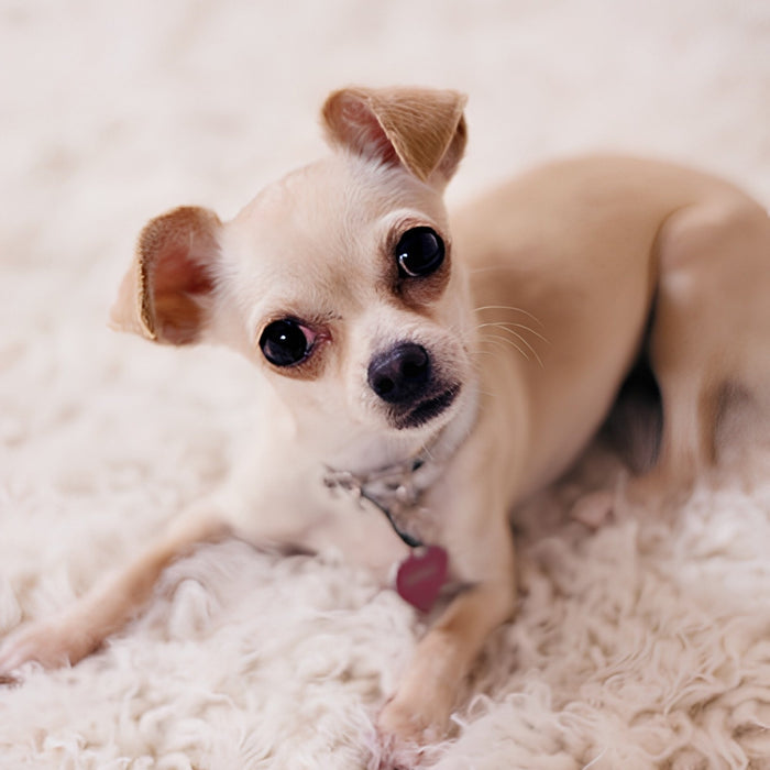 Chihuahua on White Dog Print Plush Fleece Throw Blanket