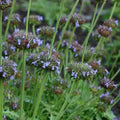 Crown Jewels Chia Seeds (Salvia columbariae)