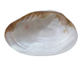 Decorative Natural Shell Footed Dish