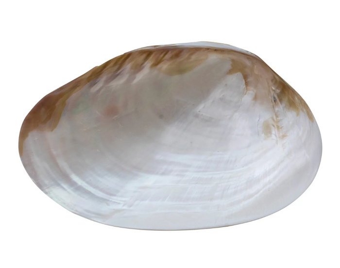 Decorative Natural Shell Footed Dish