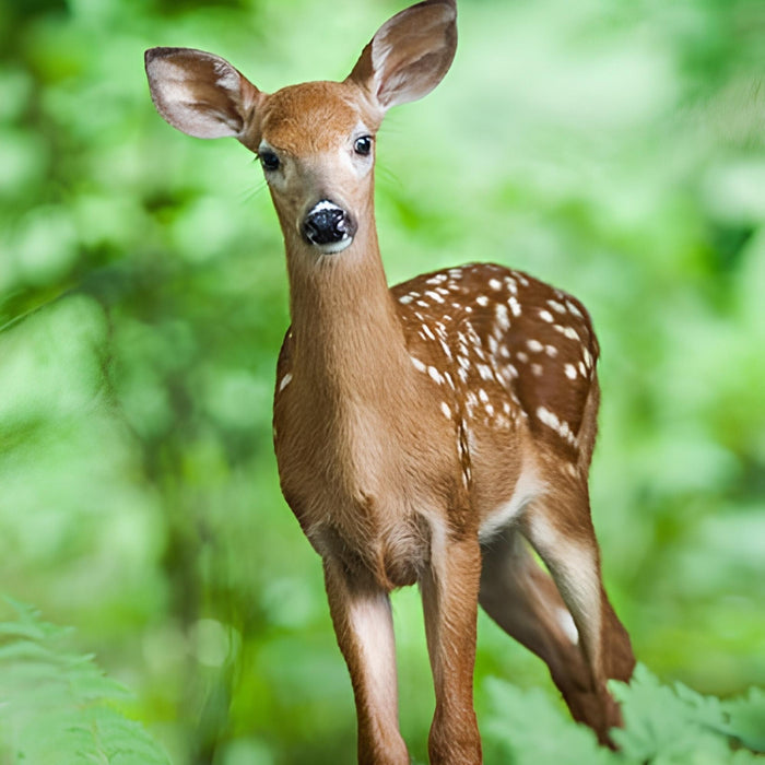 Deer in the Forest Print Plush Fleece Throw Blanket
