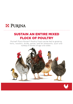 Flock Raiser Pellet