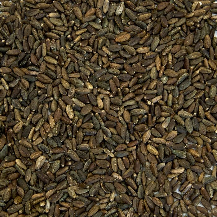Gobbo Di Nizzia Cardoon Seeds