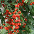 Gojiberry Seeds (Lycium barbarum)