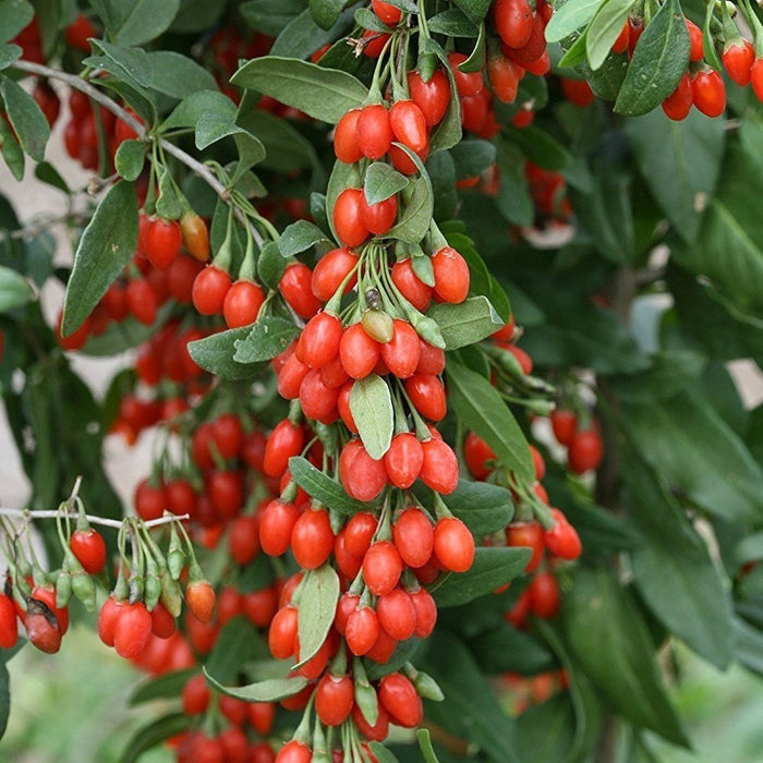 Gojiberry Seeds (Lycium barbarum)