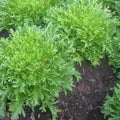 Golden Giant Escarole Seeds (Cichorium endiva) [DISCONTINUED]