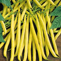Golden Wax Bush Bean Seeds