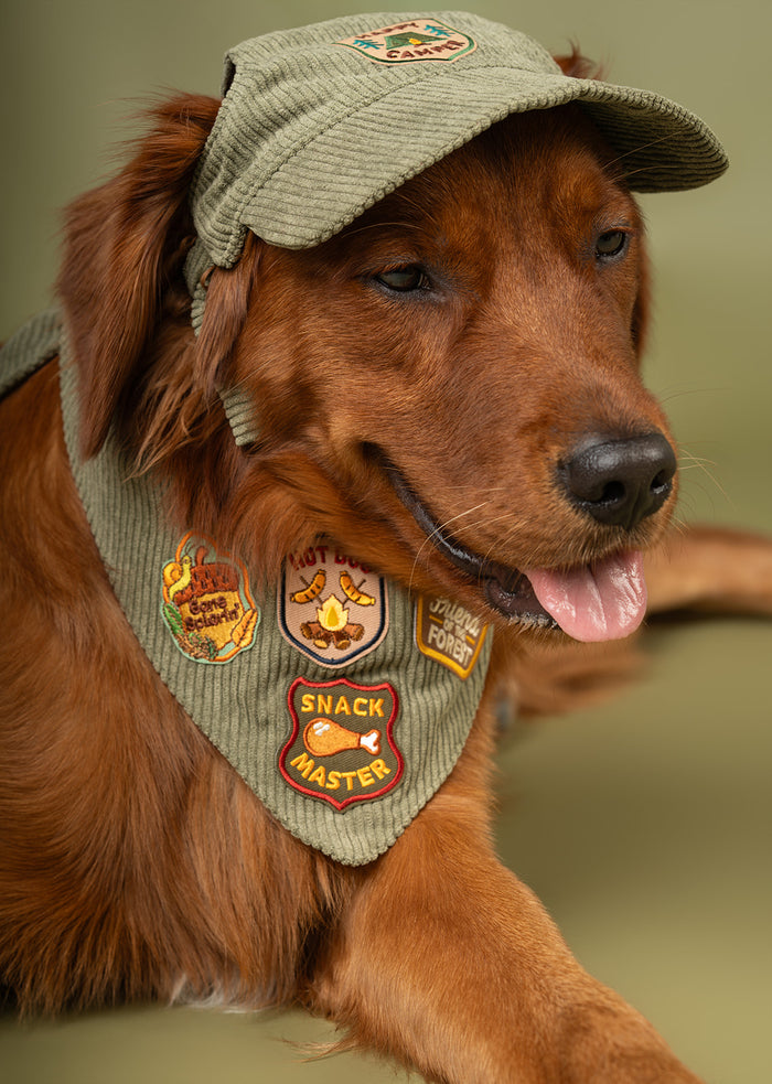 Dog wearing a a green corduroy cap and bandana with patches on a green background