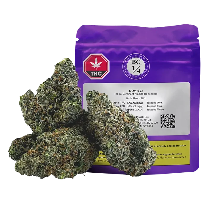 Front view of the purple Gravity 7 g pouch with three frosty cannabis buds arranged in front, shot on a white background.