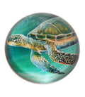 Green Sea Turtle Paperweight