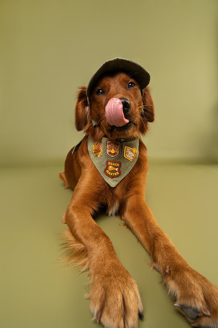 Dog wearing a green corduroy bandana and hat with patches on a green background