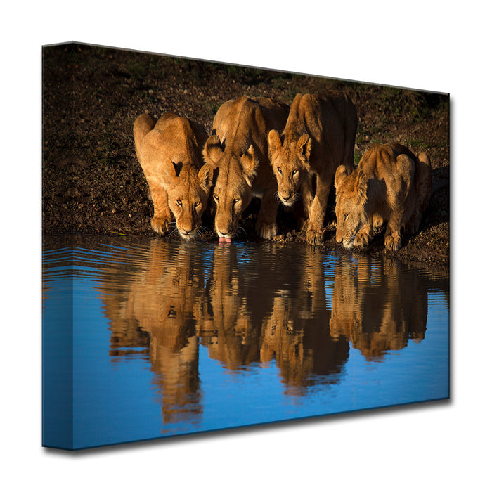 Lions of Mara' Wrapped Canvas Wall Art