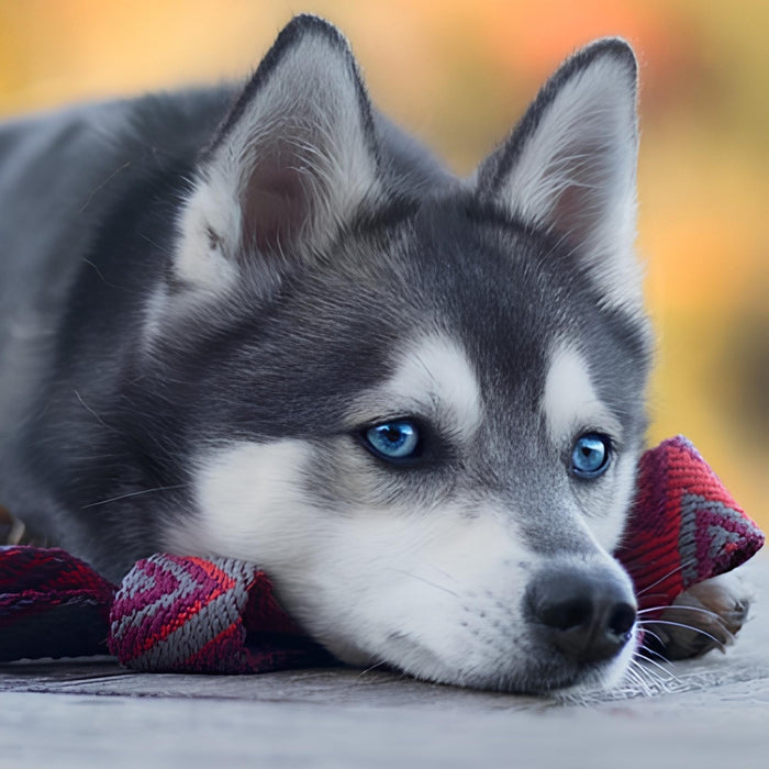 Little Husky Puppy Print Plush Fleece Throw Blanket