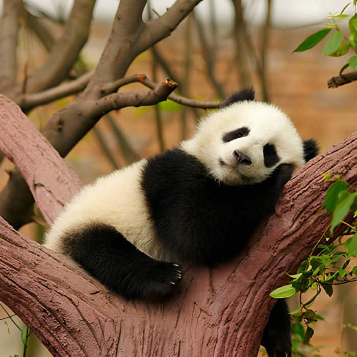 Little Panda Sweet Dream Print Plush Fleece Throw Blanket