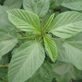 Molokhia Seeds (Corchorus olitorius)