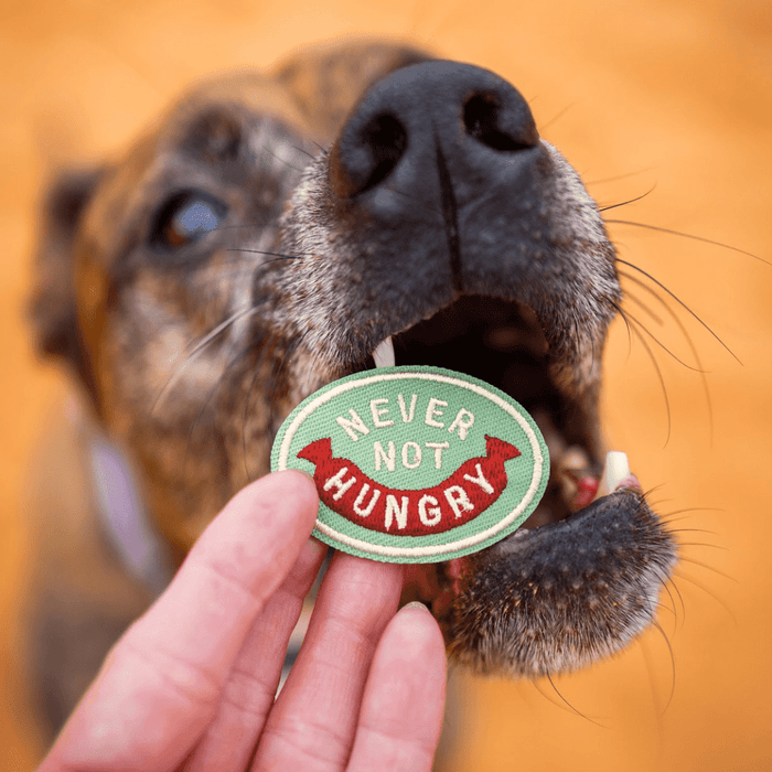 Never Not Hungry | Velcro or Iron-On Patches For Pets