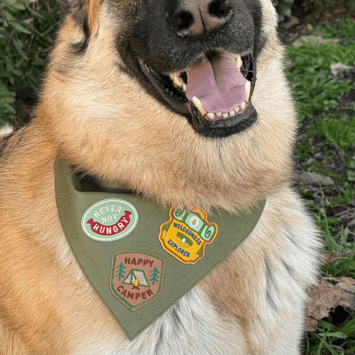 Never Not Hungry | Velcro or Iron-On Patches For Pets
