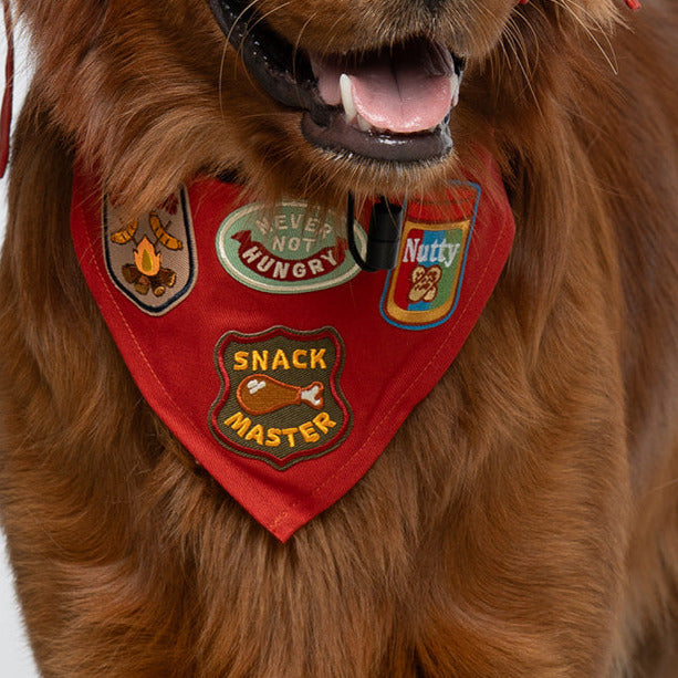 Dog wearing a red cap and bandana with badges on a white background