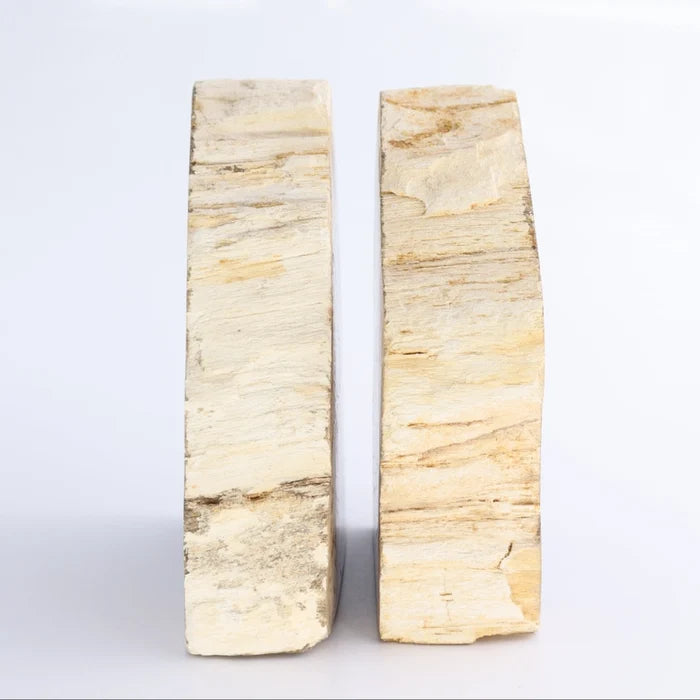 Petrified Wood Bookends
