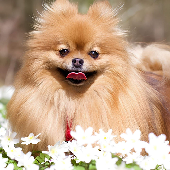 Pomeranian Spitz Dog Art Plush Fleece Throw Blanket