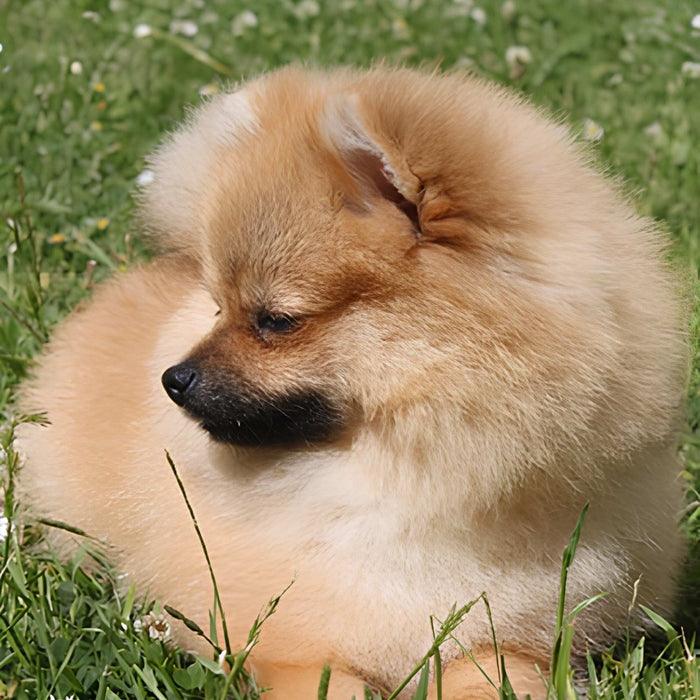 Pomeranian Spitz Dog Print Plush Fleece Throw Blanket
