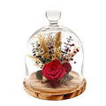 Preserved Botanical Arrangement 10" Red Rose