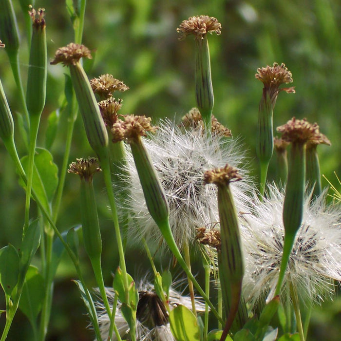 Quilquina Seeds (Porophyllum ruderale) [PACKET ONLY]