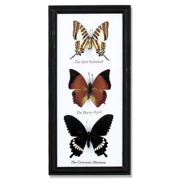 Three Butterfly Specimens