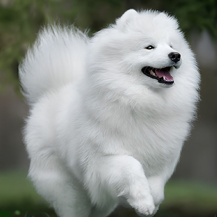 White Spitz in the Field Print Plush Fleece Throw Blanket